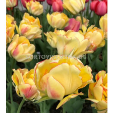 Лале /Tulip AKEBONO/ 1 бр