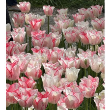 Лале triumph 'Beautytrend - 1 бр.