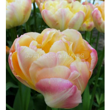 Лале /Tulip Creme Upstar/ Double 11/12