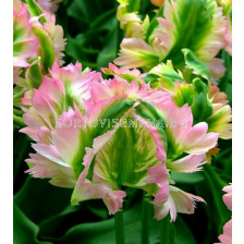 Лале /Tulip Green Wave/ 11/12