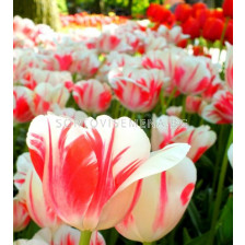 Лале /Tulip Sorbet/ 11/12