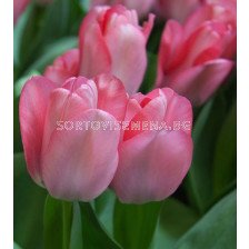 Лале/ Tulip Sweet Sixteen - 1 бр.