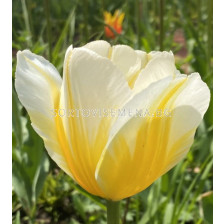 Лале/ Tulip triumph Lemon Chiffon - 1 бр. - sortovisemena.bg Лале/ Tulip triumph Lemon Chiffon - 1 бр.
