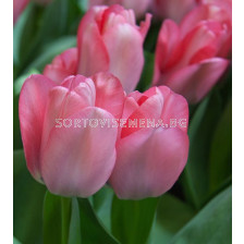 Лале/ Tulip Sweet Sixteen - 1 бр.