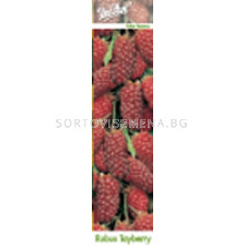 Тайбери - Rubus 'tayberry'