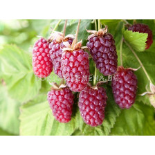 Тайбери (Rubus Tayberry)