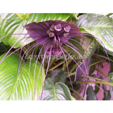 Паякова лилия - Tacca chantrieri macrantha - 1 бр