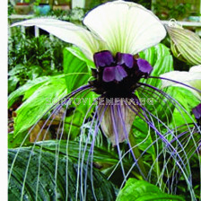 Орхидея на белия прилеп/ Tacca integrifolia/ 1 бр. коренище