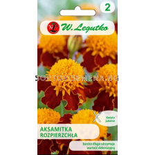 СЕМЕНА ТАГЕТЕС ОРАНЖЕВ ПЛАМЪК Tagetes patula nana double fl. OrangeFlame orange&brown - ЛГ 