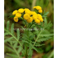 Вратига (Tanacetum vulgare) 1кг