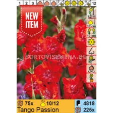 Гладиол Tango Passion/ Gladiolus - 1 брой