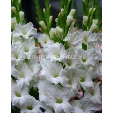 Гладиол Tarantella- Gladiolus large-flowered  'Tarantella' - 1бр.