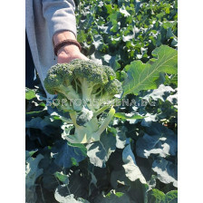 Семена Броколи THASSOS - SAKATA - 2 500 семена