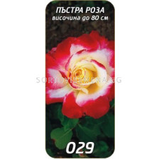 Храстовидна роза 029