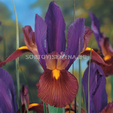 Ирис dutch Eye of the Tiger - 1 бр.