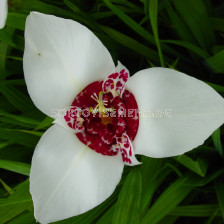 Тигридия / Tigridia White / 1 бр