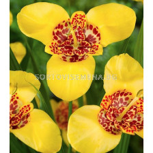 Тигридия / Tigridia pavonia 'Aurea' / 1 бр