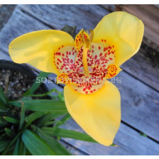 Тигридия / Tigridia Yellow / 1 бр