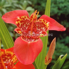 Тигридия / Tigridia Red / 1 бр