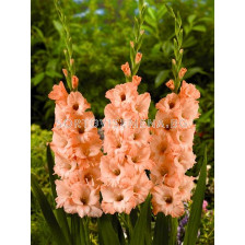 гладиол (Gladiolus) Donatella