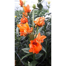 Лилиум la-hybrids Tintoretto 16/18 -  1 бр. - sortovisemena.bg Лилиум la-hybrids Tintoretto 16/18 -  1 бр.