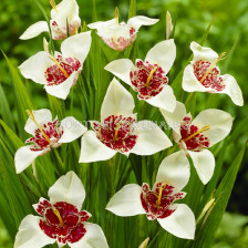 Тигридия / Tigridia pavonia 'Alba' / 1 бр
