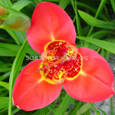 Тигридия / Tigridia pavonia 'Speciosa' / 1 бр