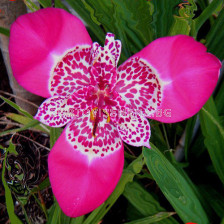 Тигридия / Tigridia pavonia 'Lilacea' / 1 бр