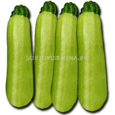 тиквички Корделия F1 - 1000 сем