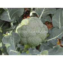 Семена броколи Тирено F1 - 2500 семена