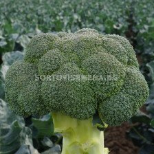 Семена броколи Титаниум F1 - 2500 семена