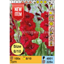 Гладиол Tom/ Gladiolus - 1 брой