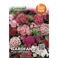 Семена Топ Карамфил кичест микс (нисък)`SG - Dianthus barbatus mix`SG