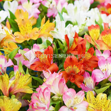 Алстромерия /Alstroemeria Ligtu-Hybrids/ 