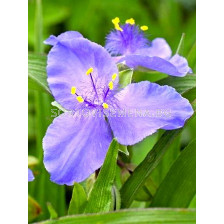 Tradescantia blue stone - 1бр