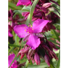 Tradescantia red grape - 1бр