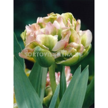 Лале Double Viri 1 бр