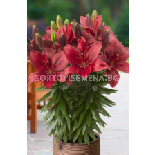 Лилиум ASIATIC Trendy Havanna 14/16 - 1 бр.