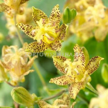 Трициртис / Tricyrtis Golden Festival / 1 бр