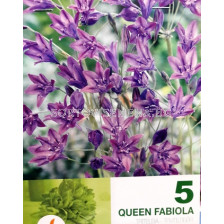 Трителия Queen Fabiola