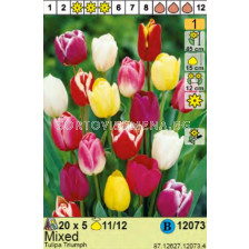 Лале/ Tulipa Triumph Mixed - Пакет: 1 оп. - 5 бр.