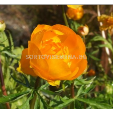Кълбовиден цвят/ Trollius Orange Crest - 1 брой