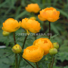 Кълбовиден цвят - Trollius Orange Princess - 1 бр 