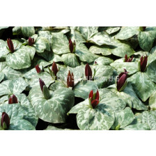 Трилиум /Trillium cuneatum/ 1 бр