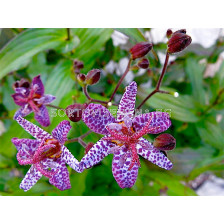 Трициртис / Tricyrtis Purple Spotted/ 1 бр