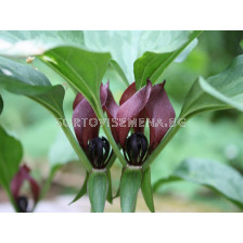 Трилиум /Trillium recurvatum/ 1 бр