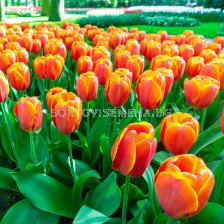 Лале/ Tulips darwinhybrid Triple A - 1 бр.