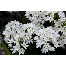 Трителея/ Triteleia 'Silver Queen - 1 бр.