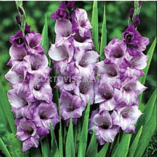 Гладиол  Blue Tropic /Gladiolus - 1 бр.