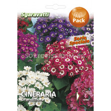 Семена Цинерария`SG - Cineraria`SG